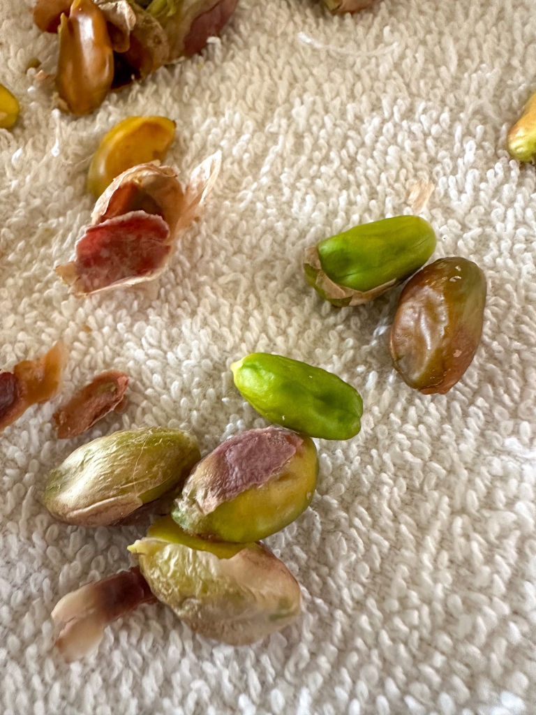 shelled pistachios on a towel getting hulled